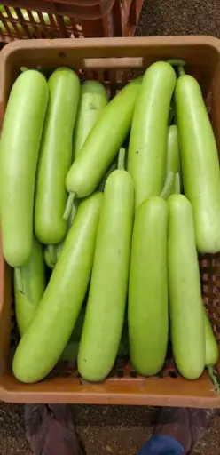 Bottle Gourd (Lauki)