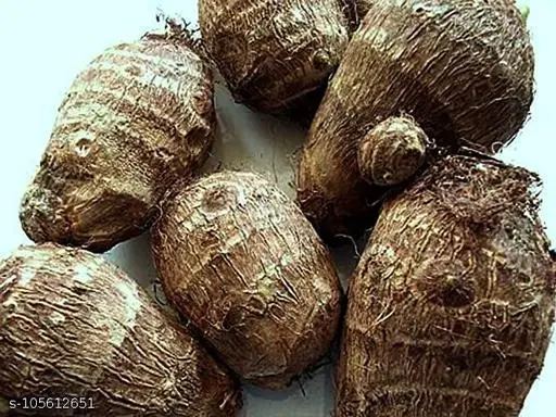 Ghuiyaa (Arabi) Colocasia